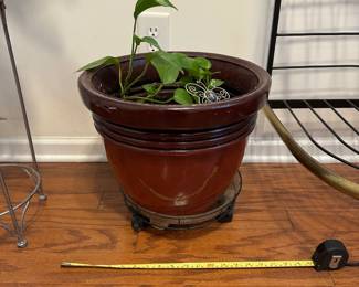 H15 - $12. House plant in large plastic planter. 