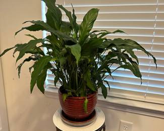 H14 - $12. Peace Lily Plant in Ceramic Planter. 