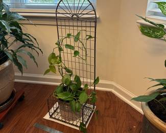 H47 - $12. Houseplant with wire frame. 