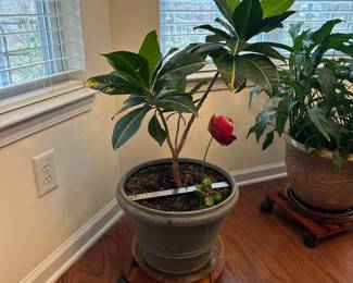 H45 - $15. Plastic Planter with Houseplant (Croton?)