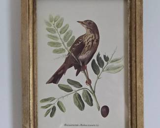 Tree Pipit Anthus trivialis Lithograph by Karl Grossmann