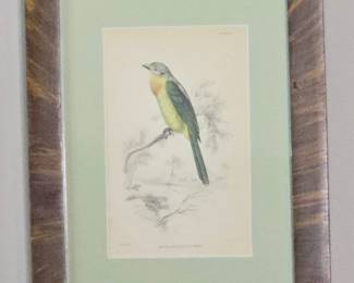 Great Crested Flycatcher Myiarchus crinitus Lithograph by John Woodhouse Audubon