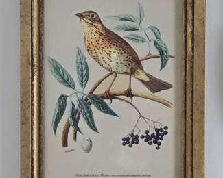Singdrossel Turdus ericetorum philomelos Lithograph by Christian Ludwig Brehm