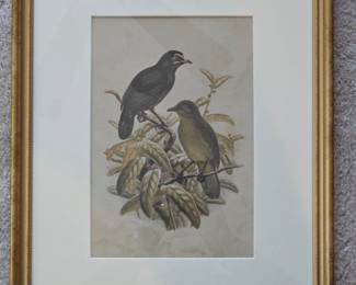 Lorias Satinbird Loria loriae Lithograph
