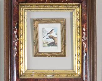 Antique Framed Hand Colored Bird Engraving by George Edwards