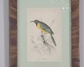 Oriole Warbler Print by William Home Lizars