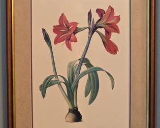 Amaryllis Belladonna Amaryllis Brasiliensis Botanical Prints after PierreJoseph Redout second image