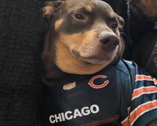 Zelda Chicago Puppyleader!! NFS( Family Pet!!)