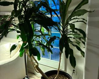 16 150.00 Large corn plant in plastic pot