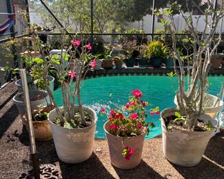 Many different plants to include Roses, Desert Roses, strawberry, orchids and many others!