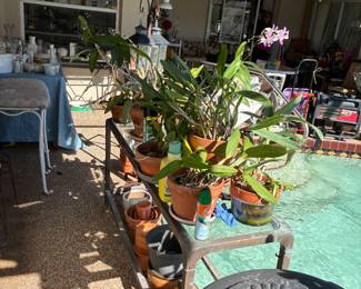 Orchids and other plants 