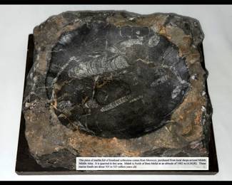 Vintage Marble Ashtray full of Orthocera fossils