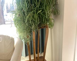 Gorgeous Spider Plant and stand