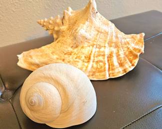 Sea shells