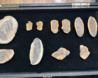 The top three rocks open and have “matching” fossils imprinted on them. Those are the technical terms used to describe such rocks and fossils. Just trying to keep it real for all us common folk. 
