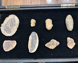 Some super fantastic leaf fossils. Check out the next photo!!