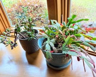 27 SucculentPlantsinCeramicPots