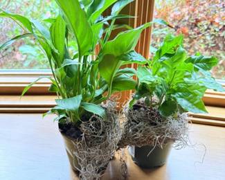 37 SpathFloweringTropicalPlants