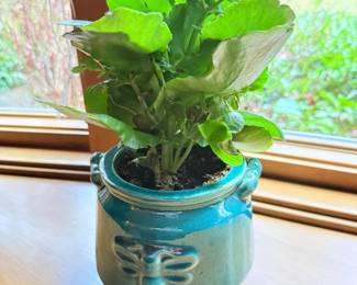 43 KalanchoePlaintinCeramicPot