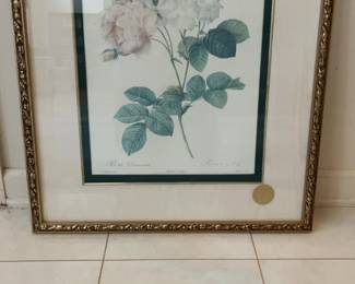 Framed Pierre-Joseph Redouté Botanical Print - Rosa Damascena