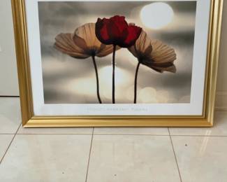 Framed Print of Poppy Flowers