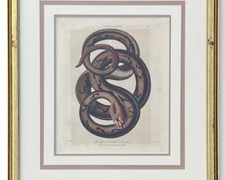 LINNAEUS Rattle Snake Print, London
