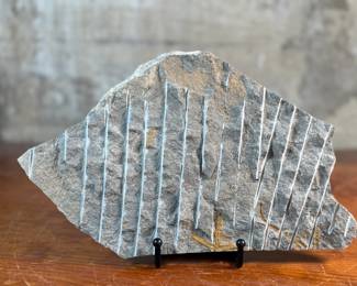 This lot features a genuine brittle star (Ophiuroidea) fossil plate featuring multiple specimens. Brittle stars are echinoderms closely related to starfish that use their flexible arms for movement across the seafloor. The fossil is preserved in a limestone matrix. Specimens often originate from locations like Morocco and are dated to periods such as the Ordovician. This piece measures, 7.5” H x 12” W x 1” D.

