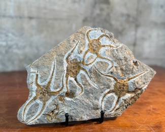This lot features a genuine brittle star (Ophiuroidea) fossil plate featuring multiple specimens. Brittle stars are echinoderms closely related to starfish that use their flexible arms for movement across the seafloor. The fossil is preserved in a limestone matrix. Specimens often originate from locations like Morocco and are dated to periods such as the Ordovician. This piece measures, 7.5” H x 12” W x 1” D.

