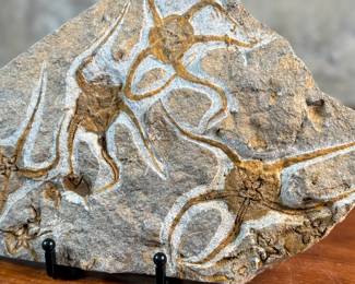 This lot features a genuine brittle star (Ophiuroidea) fossil plate featuring multiple specimens. Brittle stars are echinoderms closely related to starfish that use their flexible arms for movement across the seafloor. The fossil is preserved in a limestone matrix. Specimens often originate from locations like Morocco and are dated to periods such as the Ordovician. This piece measures, 7.5” H x 12” W x 1” D.

