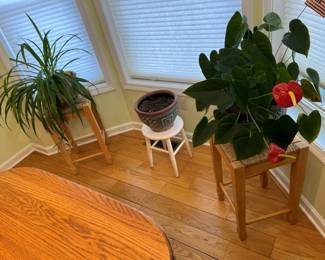 105 Houseplant Sampler