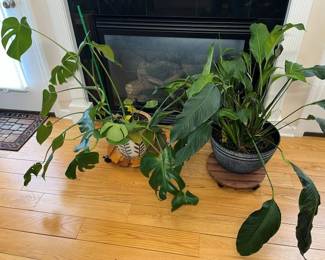105 Heirloom Houseplants