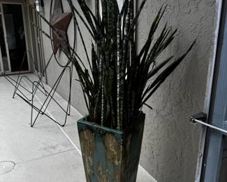 Sansevieria Trifasciata in Glazed Ceramic Planter