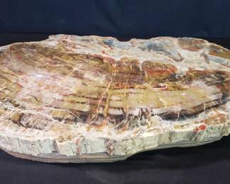 Petrified wood slab