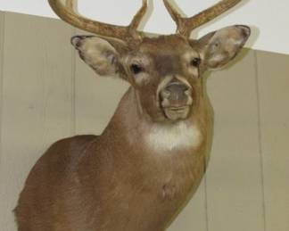 Deer Taxidermy 