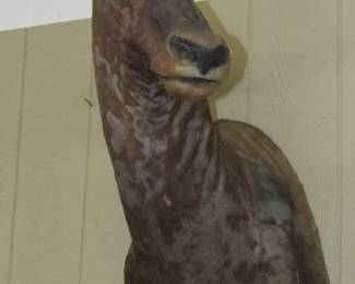 African Tsessebe Taxidermy 