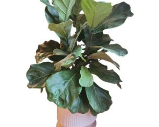 Live Fiddle Leaf Fig Plant