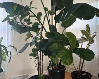 Plants are Huge! $30-$99