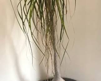 206 Ponytail Palm