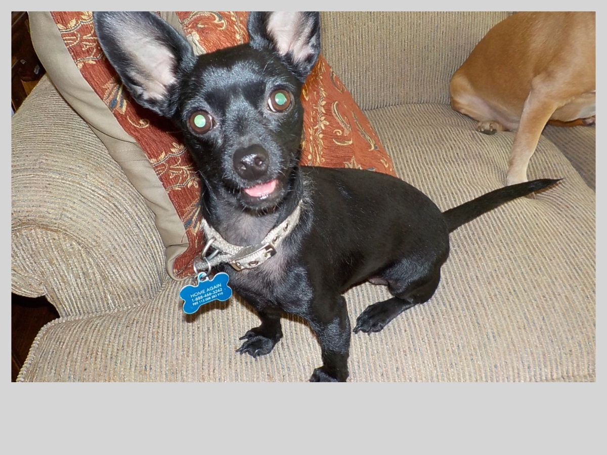 Lodi wants to say 'hi' to all the nice people.