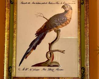 Hand Colored Parrot Engraving, Italian frame