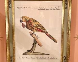 Hand Colored Parrot Engraving