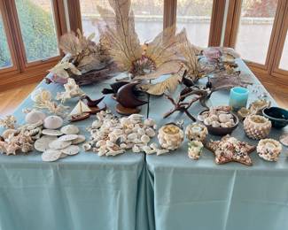 seashell and coral sea fan collection