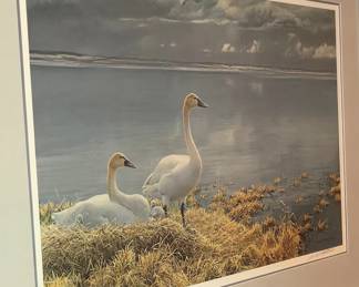 Swan Print by Robert Bateman-Premier Edition