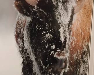 Native American Bison by Mangelson-photograph