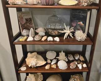 Sea Shell Collection