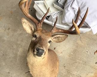 VERY NICE DEER HEAD MOUNT