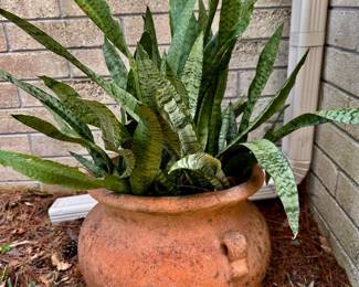 Terracotta Pot and plant