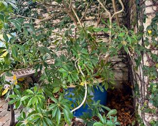 Potted Sheffleara Plant
