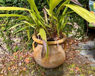 Terracotta potted plant