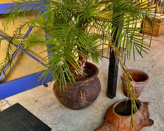 Pygmy Date Palm